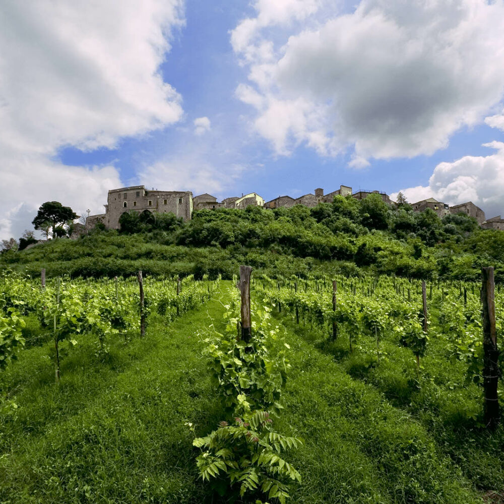 feudi_sa_gregorio_vigne feudi_sa_gregorio_vigne