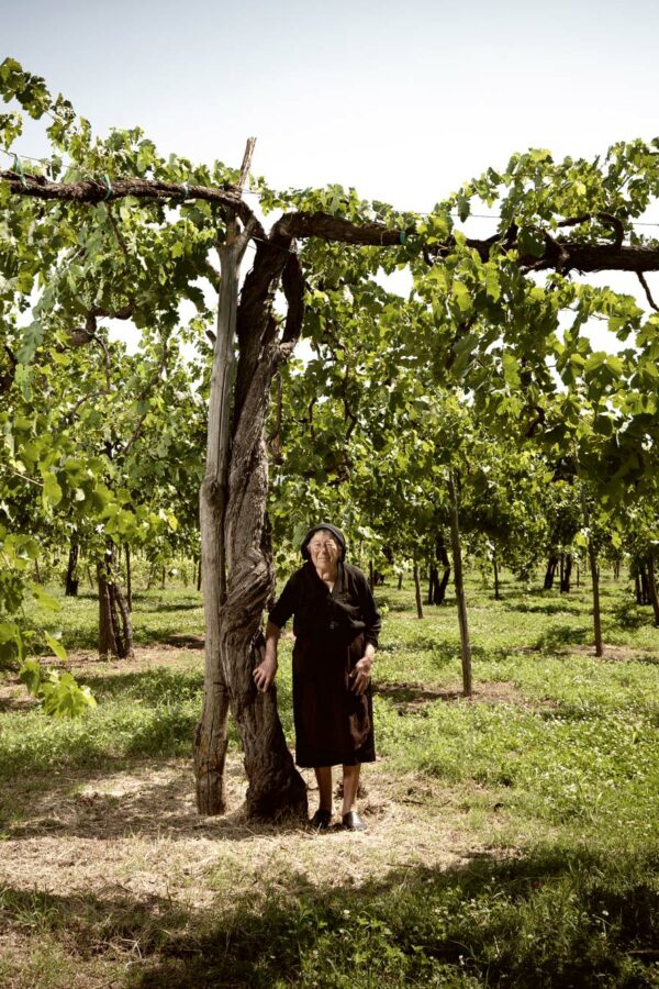 feudi_san_gregorio_vigna_cantine feudi_san_gregorio_vigna_cantine