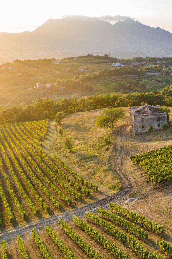 Fiano di Avellino_Pietrascilonga Fiano di Avellino_Pietrascilonga