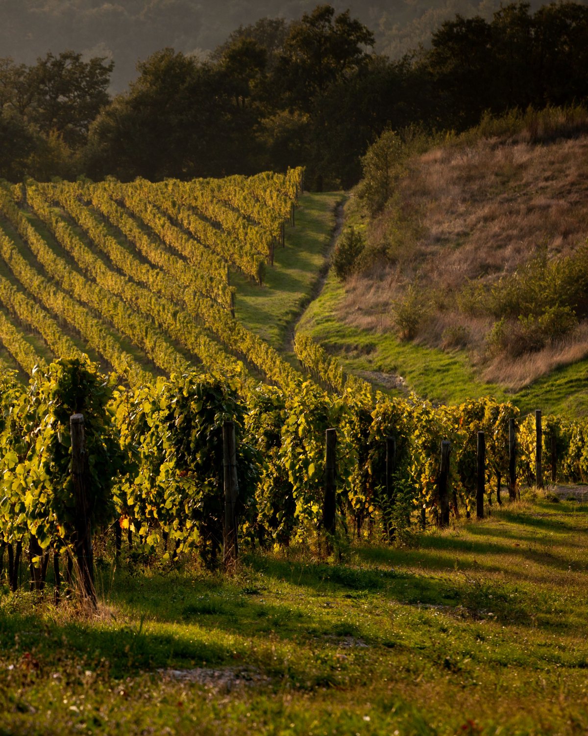 filari vigna al tramonto tour delle vigne feudi al tramonto