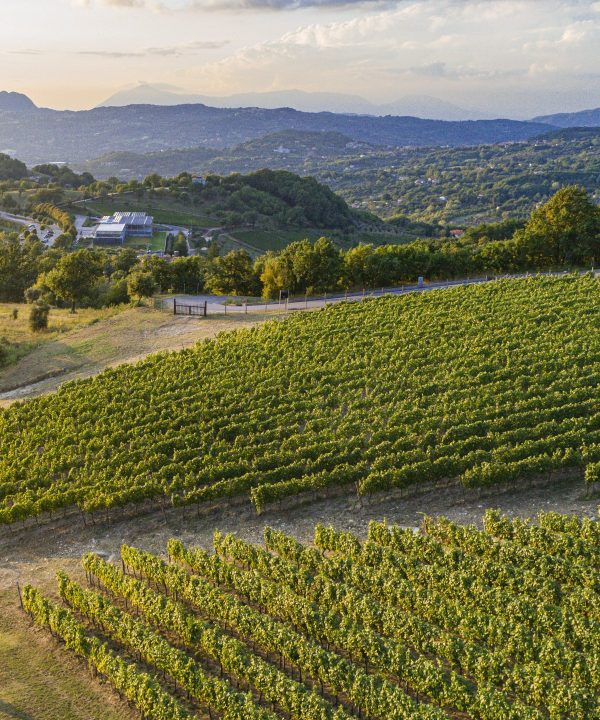 vigneto di pietrascilonga Fiano d'avellino