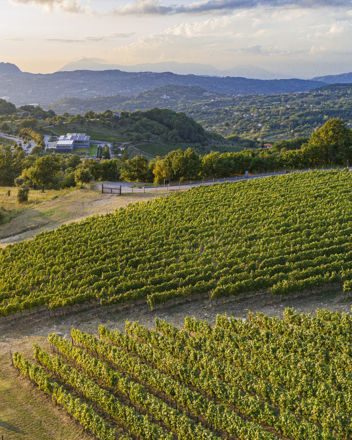 vigneto di pietrascilonga Fiano d'avellino