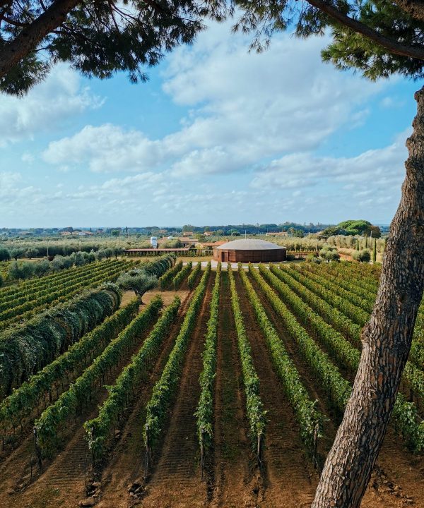 vista panoramica vigneto a bolgheri campo alle comete