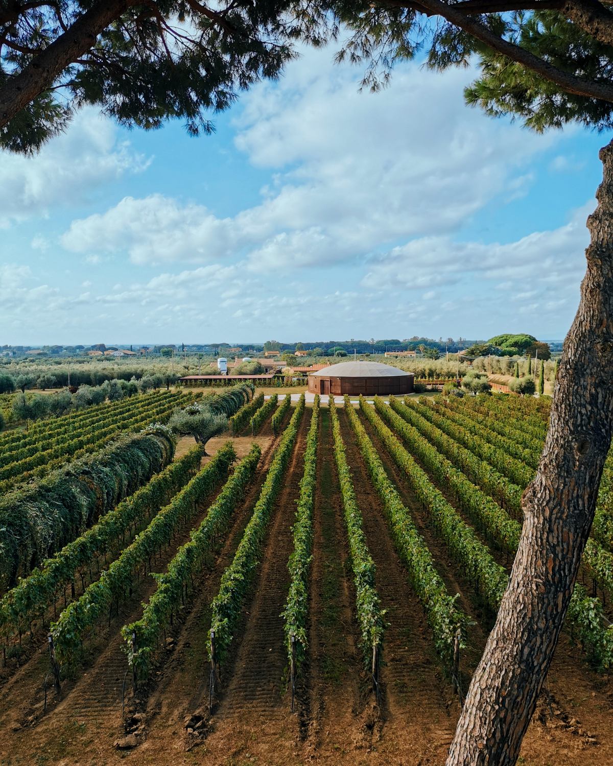 vista panoramica vigneto a bolgheri campo alle comete