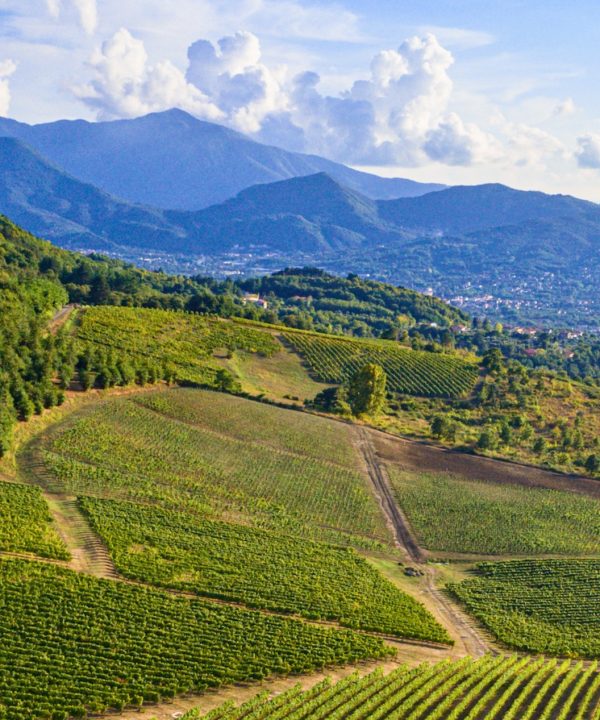 visuale panoramica vigna feudi