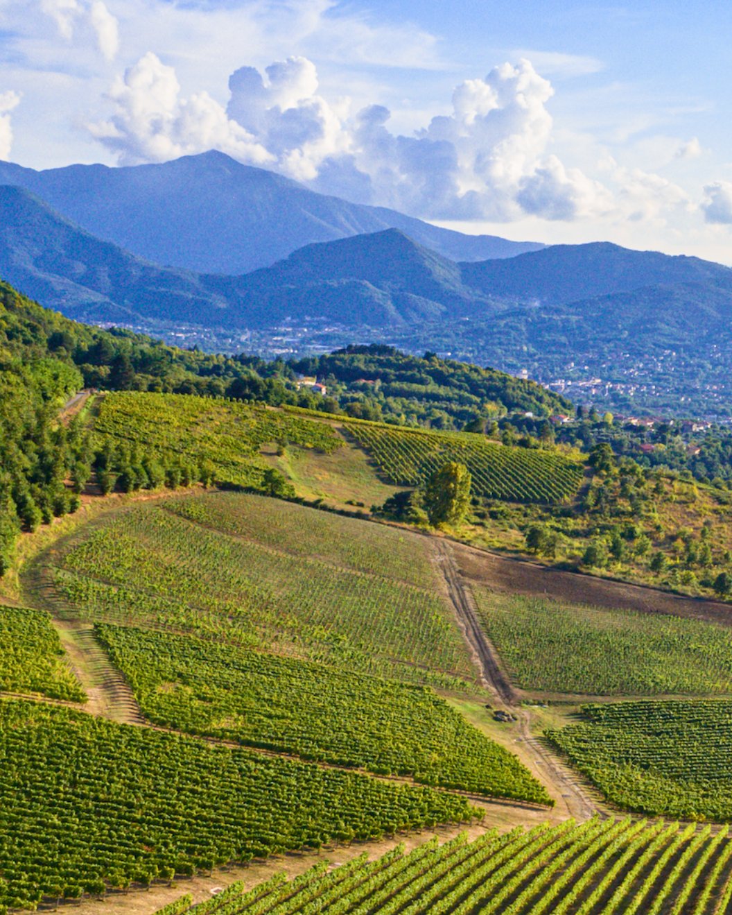 visuale panoramica vigna feudi