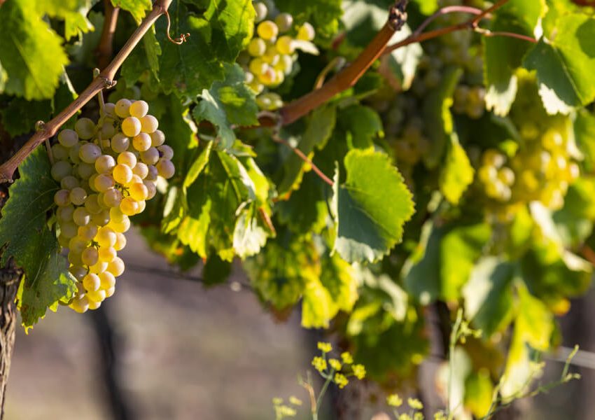 Grappolo di Fiano di Avellino