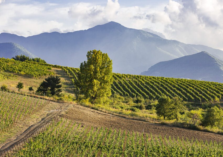 Vigneto Pietrascilonga