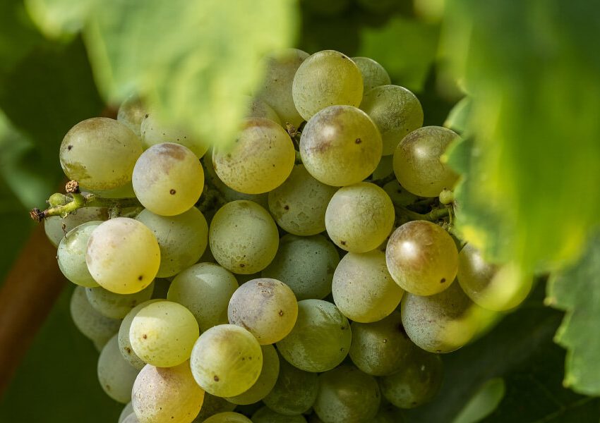 Grappolo di Fiano