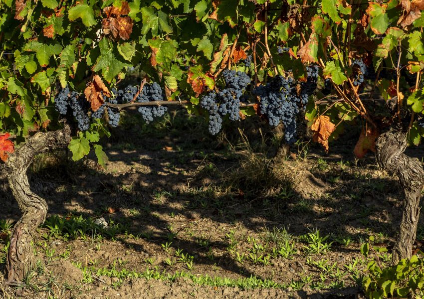 1H4A5976 (2) Grappoli di Aglianico