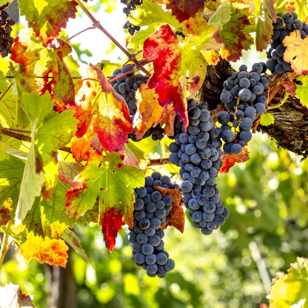Grappoli di Aglianico
