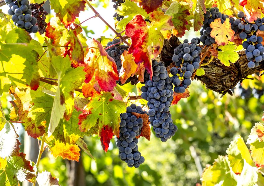 1H4A9724 Grappoli di Aglianico