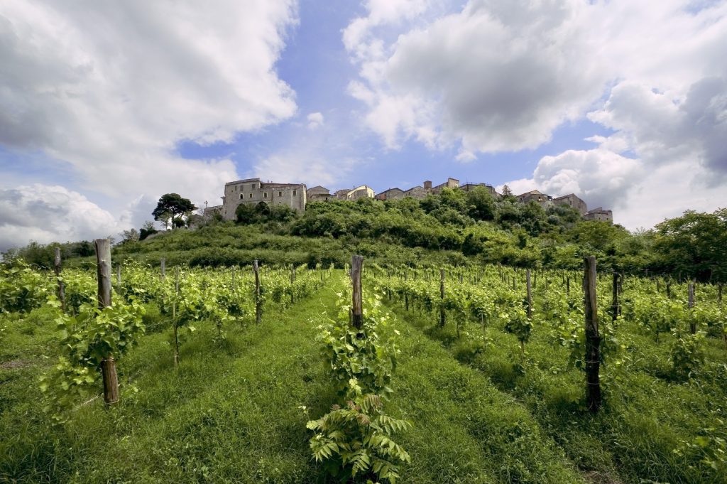 Taurasi vigneti