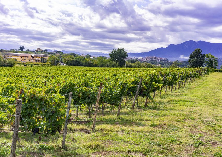 DSC00629 Vigneto Piano di Montevergine, Taurasi