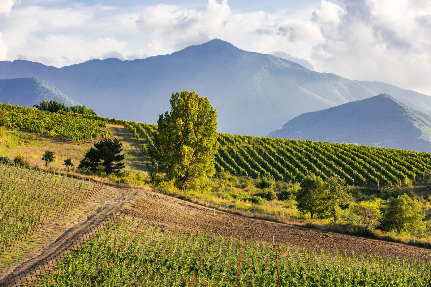 vigneti feudi di san gregorio di fiano di avellini pietrascilonga