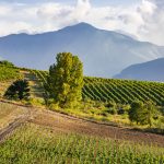 vigneti feudi di san gregorio di fiano di avellini pietrascilonga
