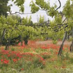 vitigni di alcanico in irpinia