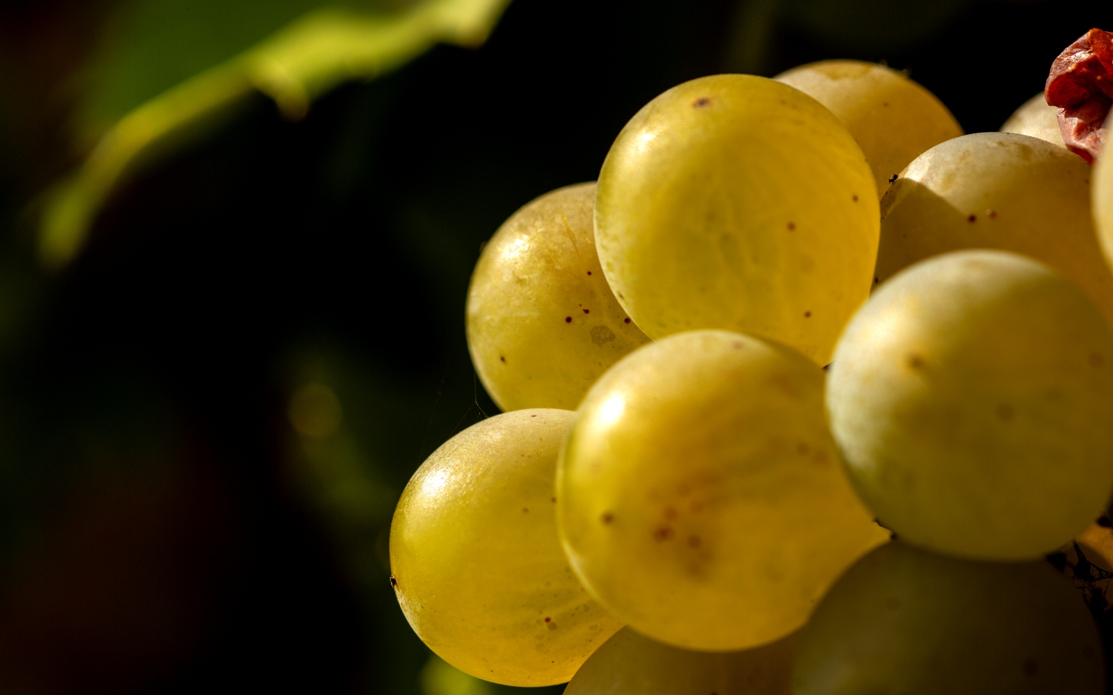 dettaglio degli acini greco di tufo