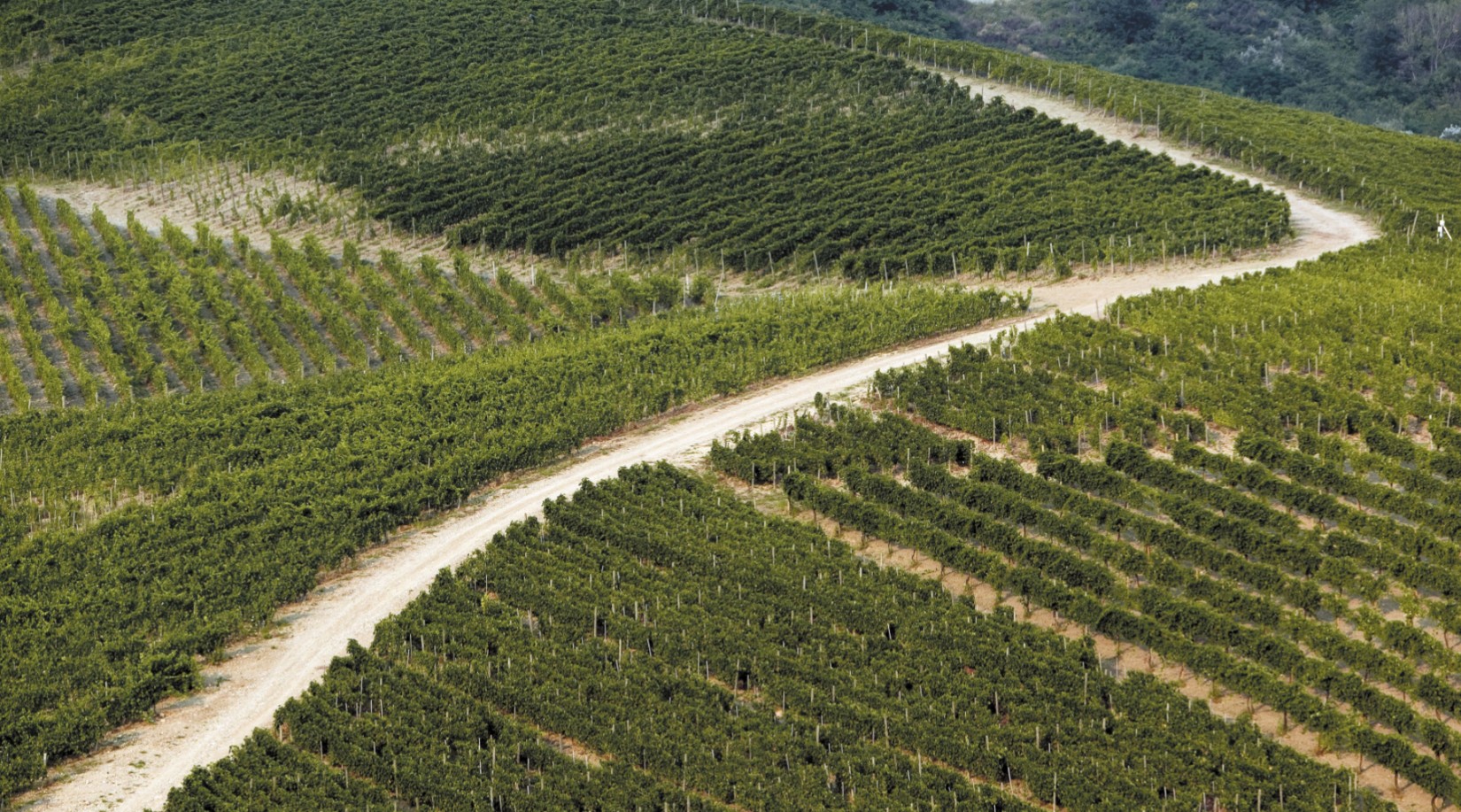 vigneti di greco di tufo feudi di san  gregorio