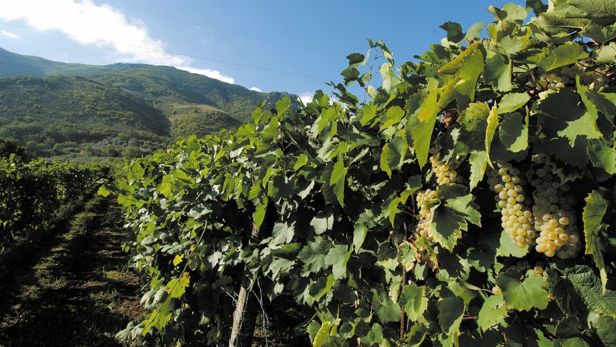 falanghina serrocielo vigne