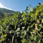 falanghina serrocielo vigne