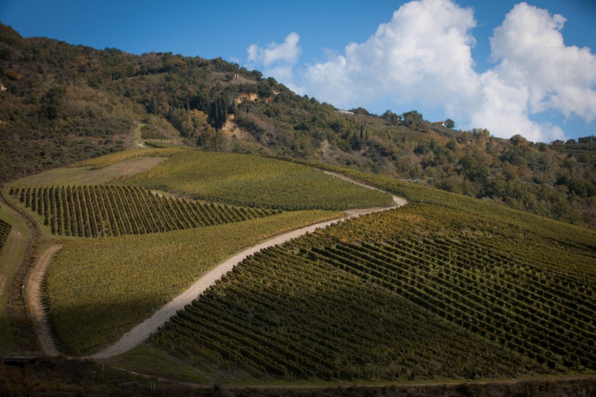 vigneto cutizzi greco di tufo