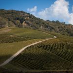 vigneto cutizzi greco di tufo