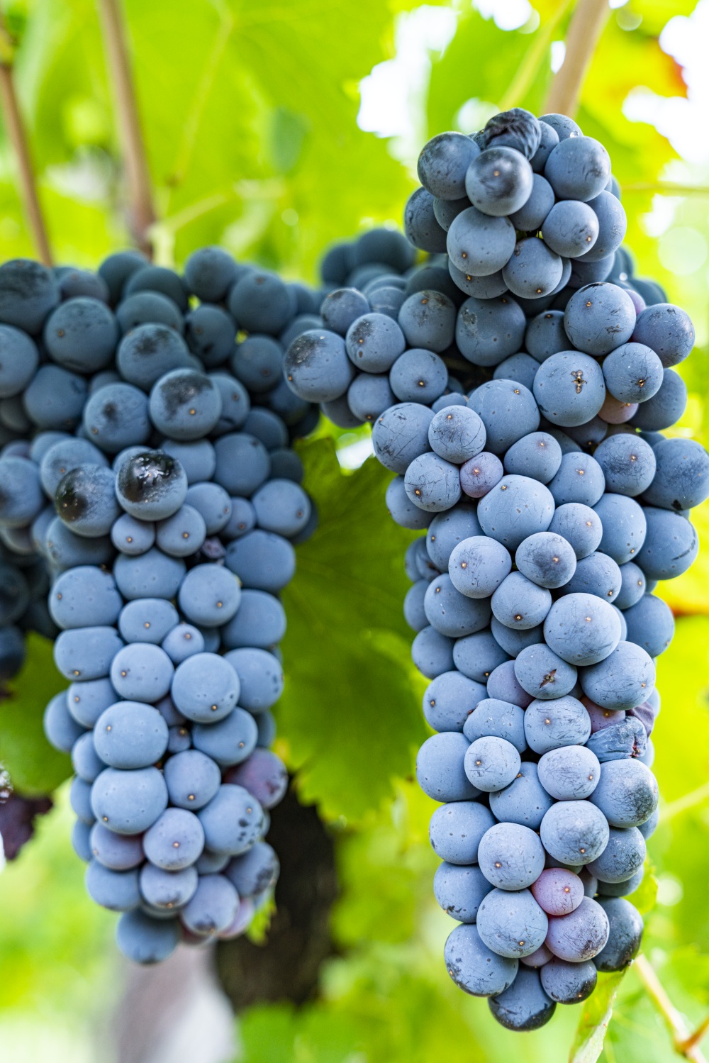 uve serpico aglianico da vigneti storici