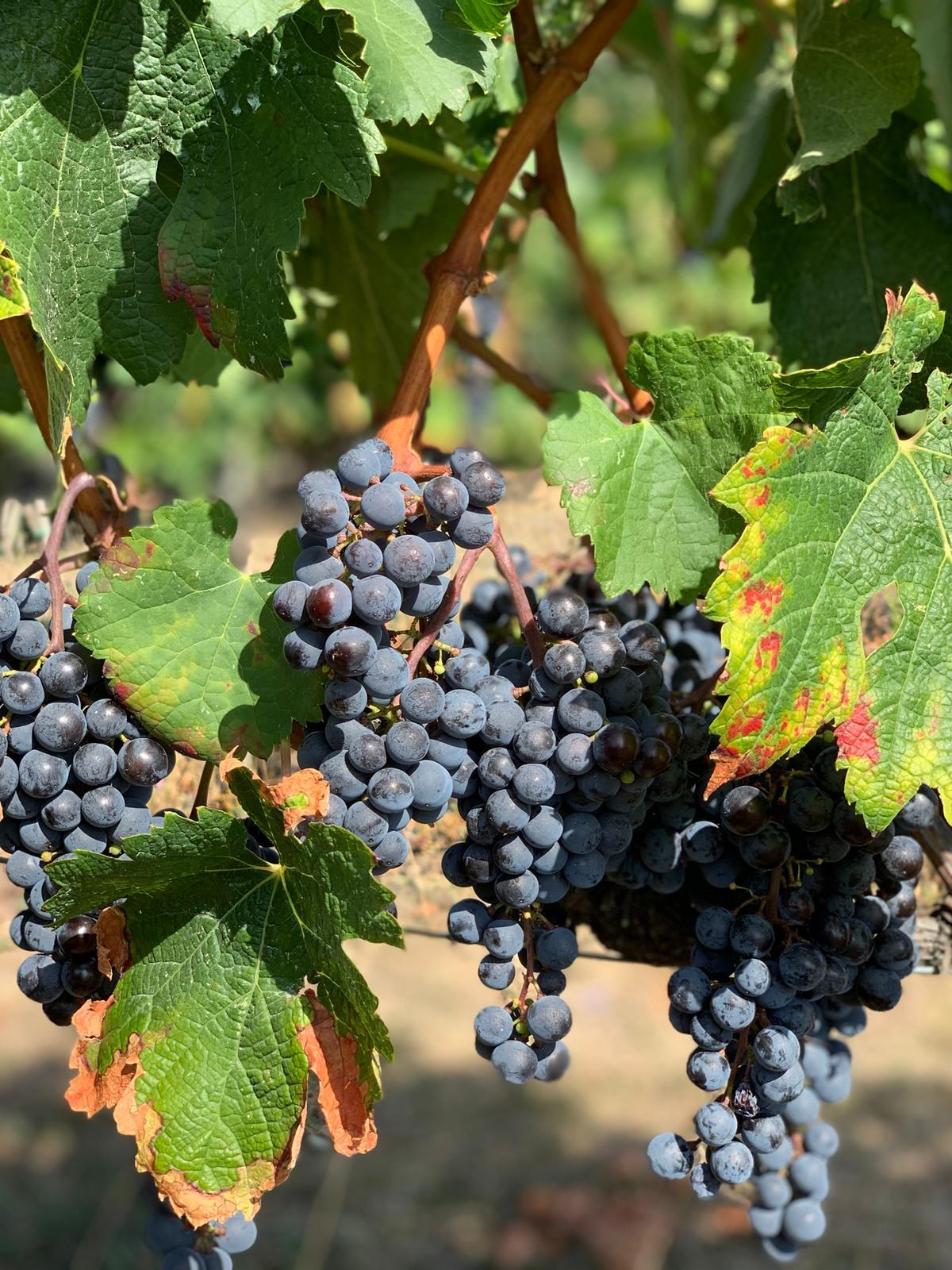uve di merlot uniche in campania patrimo feudi