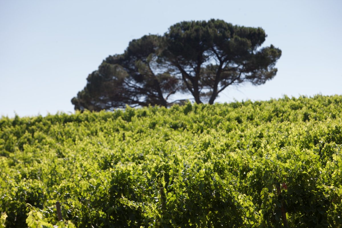vigneto di merlot patrimo feudi