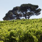 vigneto di merlot patrimo feudi