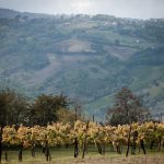 scorcio di vigneto secolare serpico con piante prefilossera