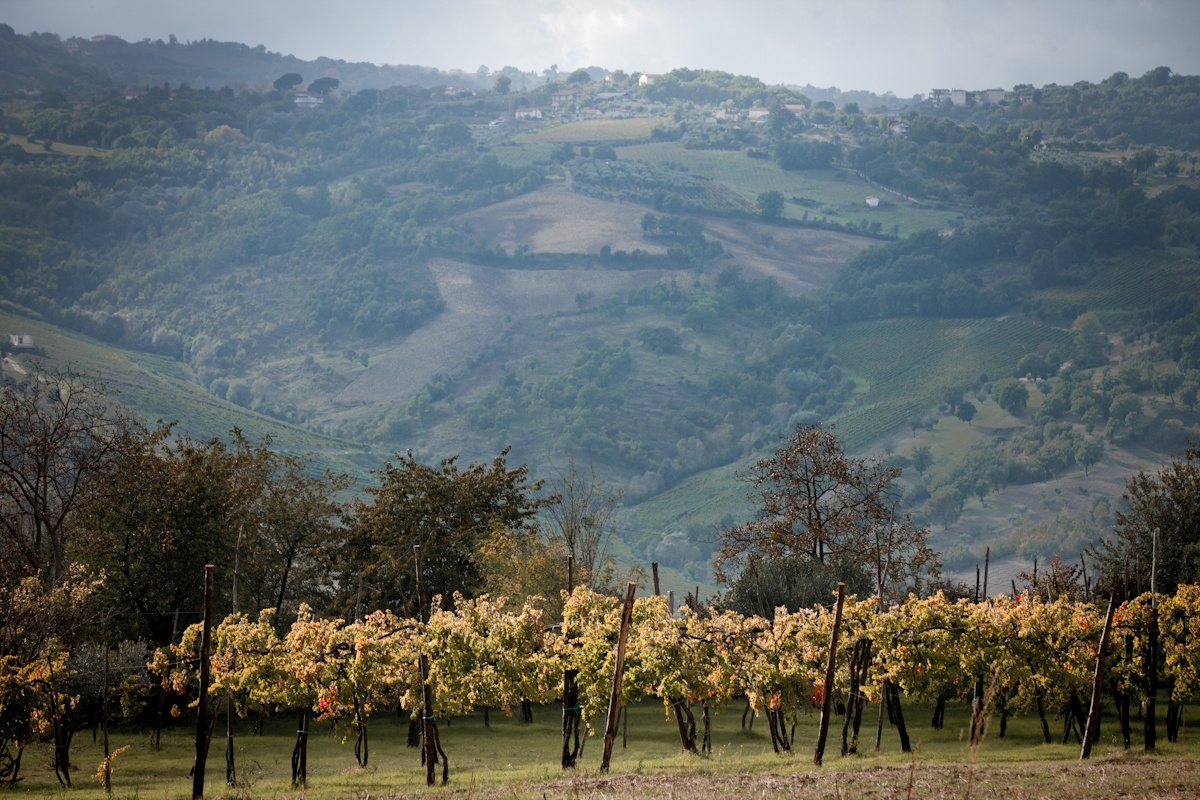 scorcio di vigneto secolare serpico con piante prefilossera