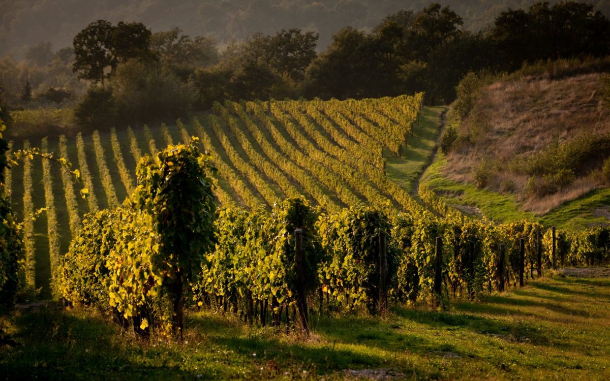 vigneto pietracalda fiano di avellino
