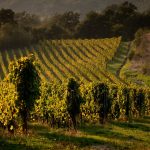 vigneto pietracalda fiano di avellino