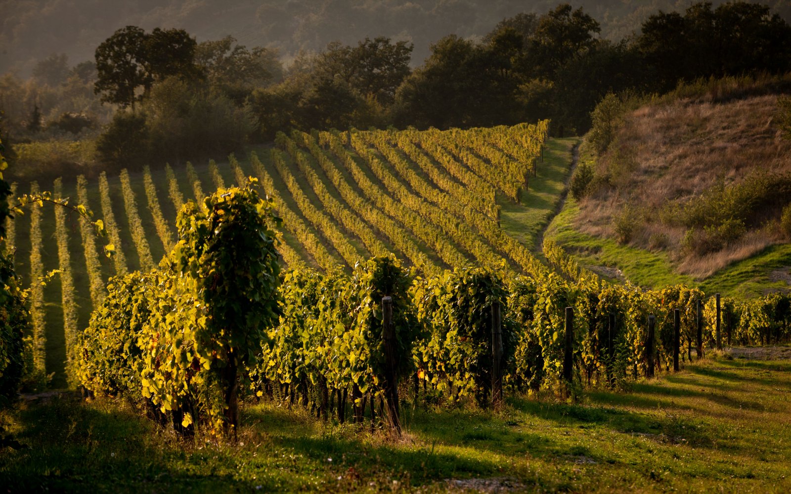 vigneto pietracalda fiano di avellino