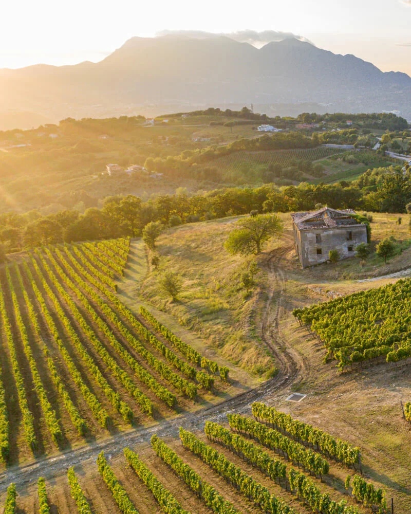 Fiano-di-Avellino_Pietrascilonga vigneto fiano avellino vigneto
