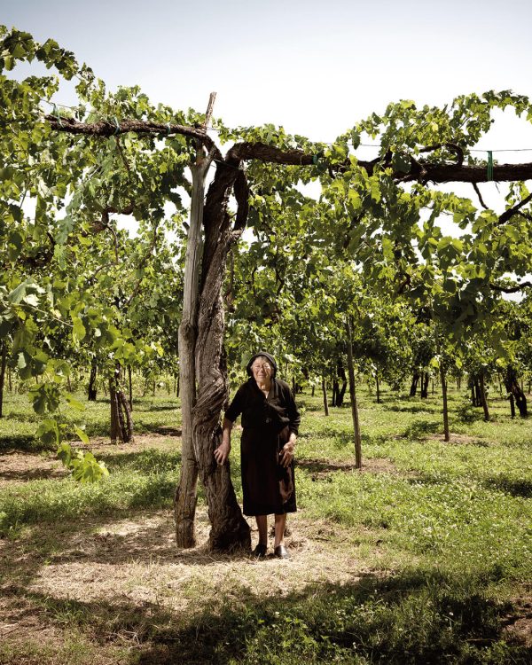 Vigneto storico di Feudi di San Gregorio a Taurasi in Irpinia