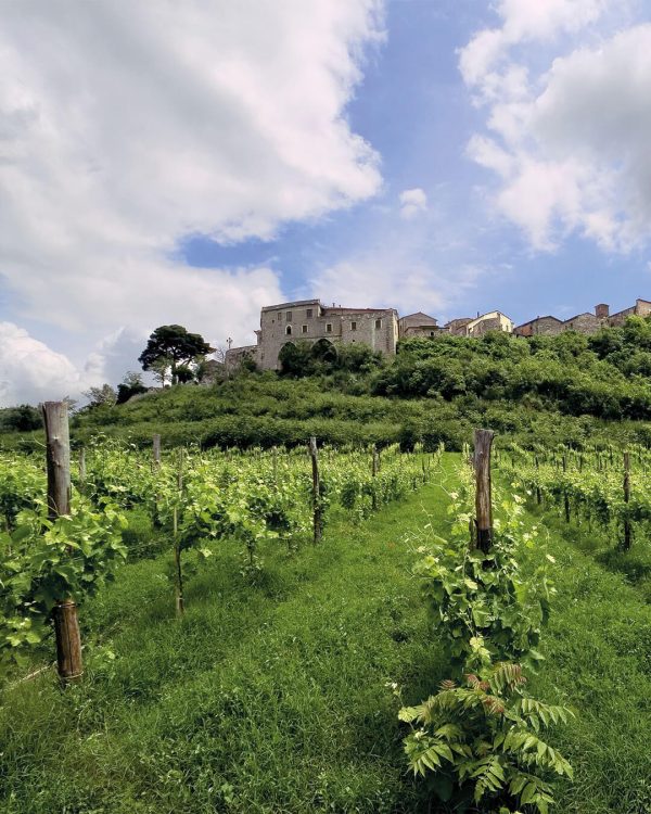 Vigneti di Feudi di San Gregorio in Irpinia tra le colline della Campania