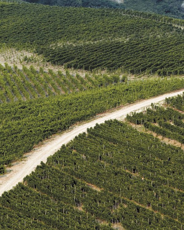 Paesaggio viticolo dell’Irpinia con vigneti di Greco