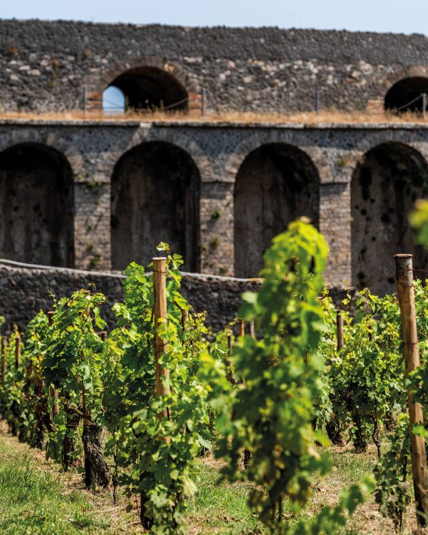 Vigna archeologica all'interno del Parco Archeologico di Pompei